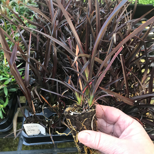 Hedging Pack – Phormium Anna Red Hedging Pack – Phormium Anna Red