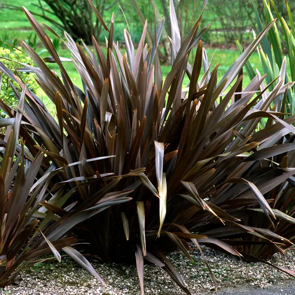 Hedging Pack – Phormium Anna Red Hedging Pack – Phormium Anna Red