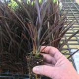 Hedging Pack – Phormium Dark Delight Hedging Pack – Phormium Dark Delight