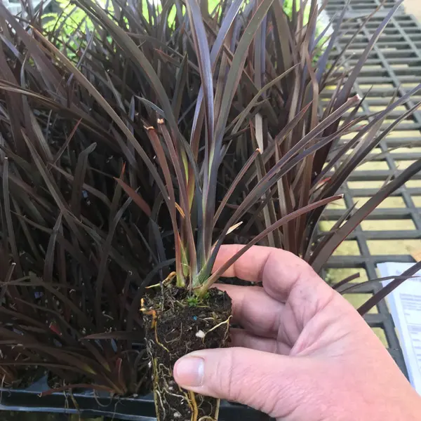 Hedging Pack – Phormium Dark Delight Hedging Pack – Phormium Dark Delight