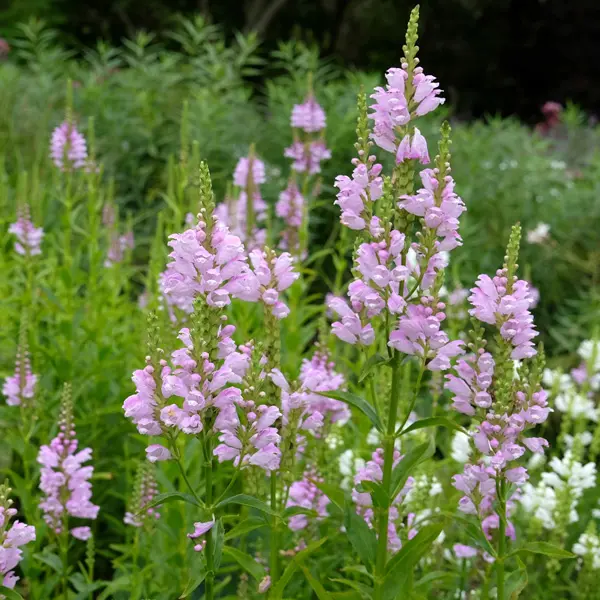 Physostegia Pink Physostegia Pink