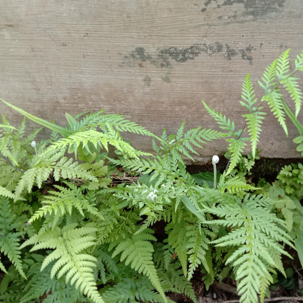 Pteris Tender Brake Fern Pteris Tender Brake Fern