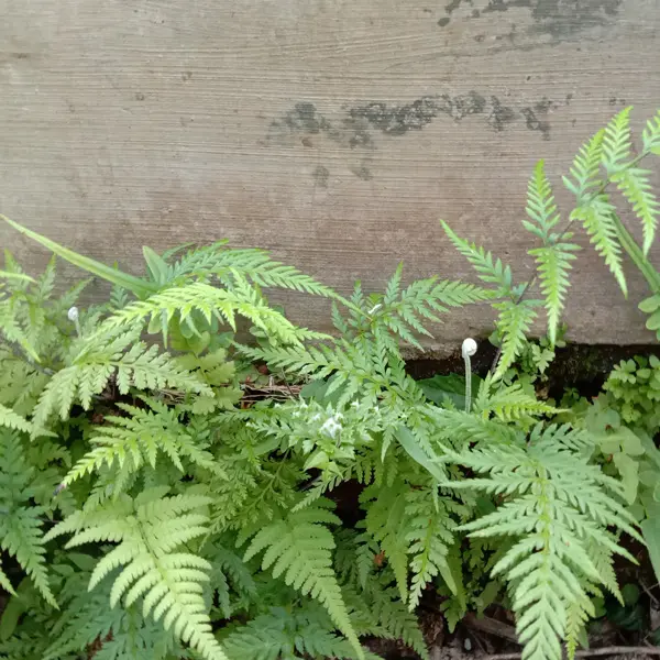 Pteris Tender Brake Fern Pteris Tender Brake Fern