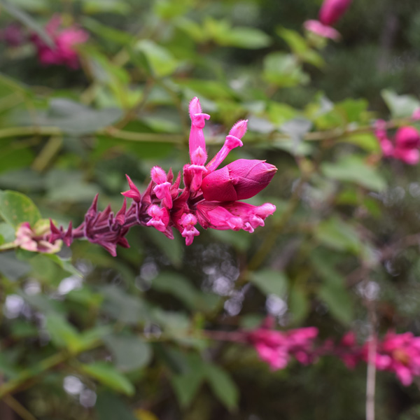 Salvia Bethelii Salvia Bethelii
