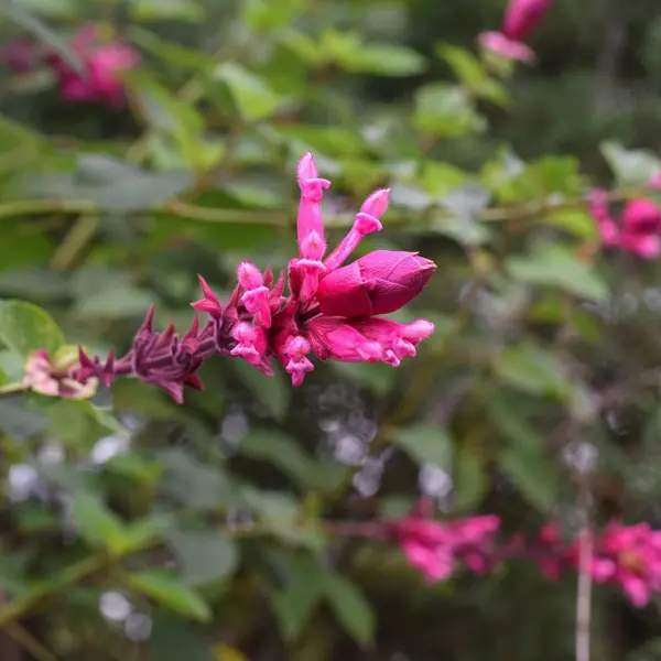 Salvia Bethelii Salvia Bethelii