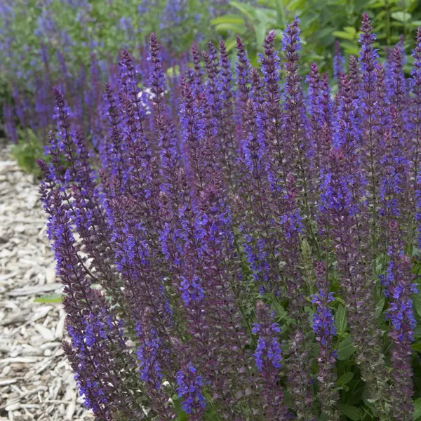 Salvia Ostfriesland Salvia Ostfriesland