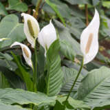 Spathiphyllum Peace Lily Mojo Spathiphyllum Peace Lily Mojo