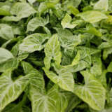 Syngonium Blizzard 100mm Syngonium Blizzard 100mm