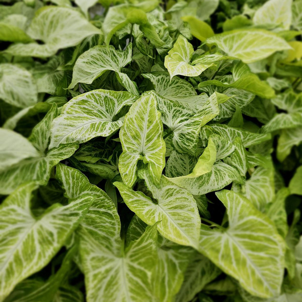 Syngonium Blizzard 100mm Syngonium Blizzard 100mm