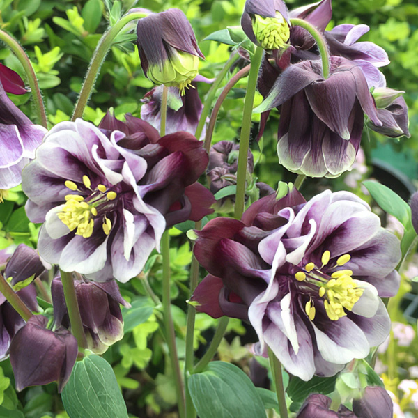 Aquilegia Double Pleat Blackberry Aquilegia Double Pleat Blackberry
