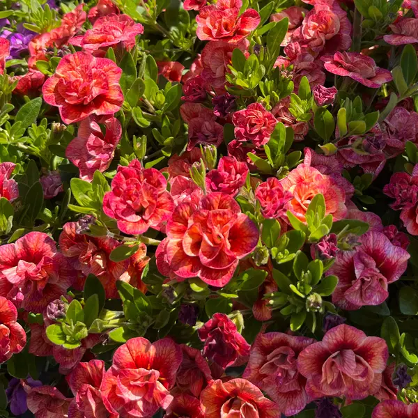 Calibrachoa Aloha Double Apricot Calibrachoa Aloha Double Apricot