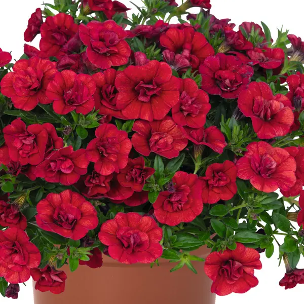 Calibrachoa Aloha Double Red Calibrachoa Aloha Double Red
