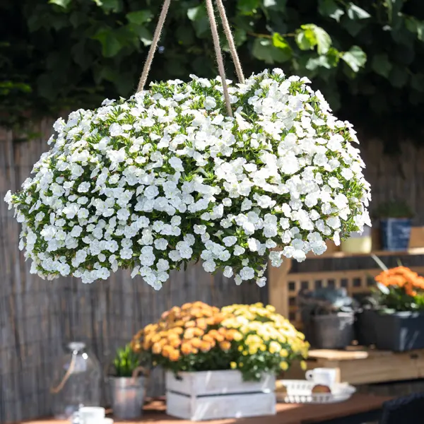 Calibrachoa Aloha Double White Calibrachoa Aloha Double White