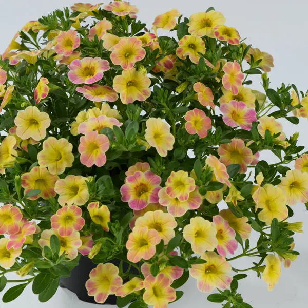 Calibrachoa Aloha Ombre Yellow Calibrachoa Aloha Ombre Yellow