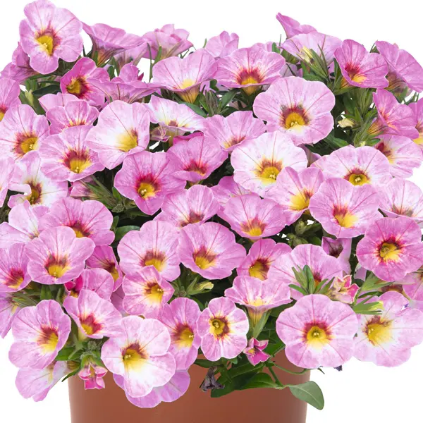Calibrachoa Aloha Pink Blush Calibrachoa Aloha Pink Blush