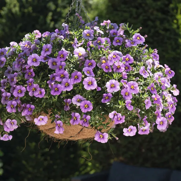 Calibrachoa Aloha Tiki Blue Calibrachoa Aloha Tiki Blue