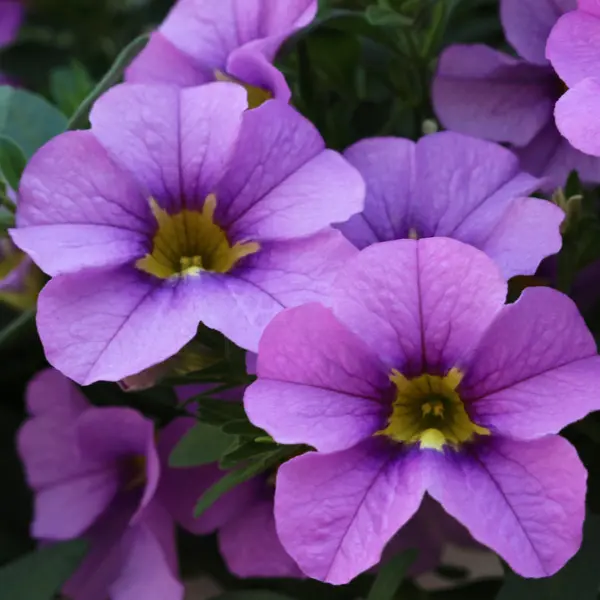 Calibrachoa Aloha Tiki Blue Calibrachoa Aloha Tiki Blue