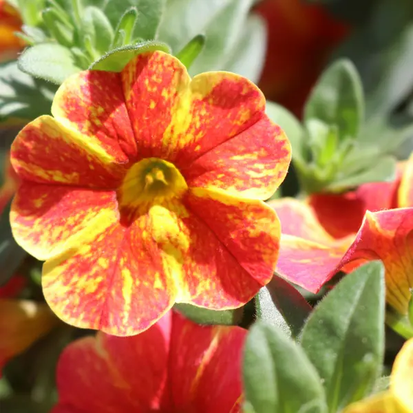 Calibrachoa Rainbow Orange Calibrachoa Rainbow Orange