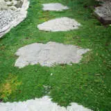 Creeping White Thyme Creeping White Thyme