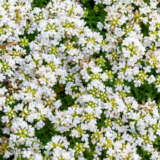 Creeping White Thyme Creeping White Thyme