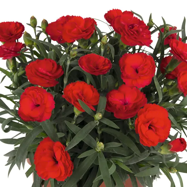 Dianthus Sprint Red Dianthus Sprint Red