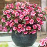 Sunpatiens Impatiens Bold Collection Sunpatiens Impatiens Bold Collection