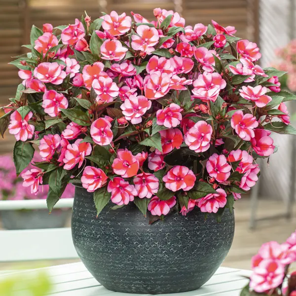 Sunpatiens Impatiens Bold Collection Sunpatiens Impatiens Bold Collection