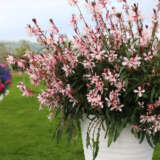 Gaura Pink 75mm Gaura Pink 75mm