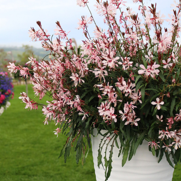 Gaura Pink 75mm Gaura Pink 75mm