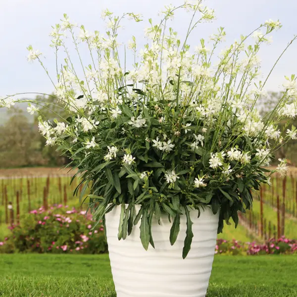 Gaura Graceful White Gaura Graceful White
