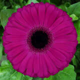 Gerbera Aladin Gerbera Aladin