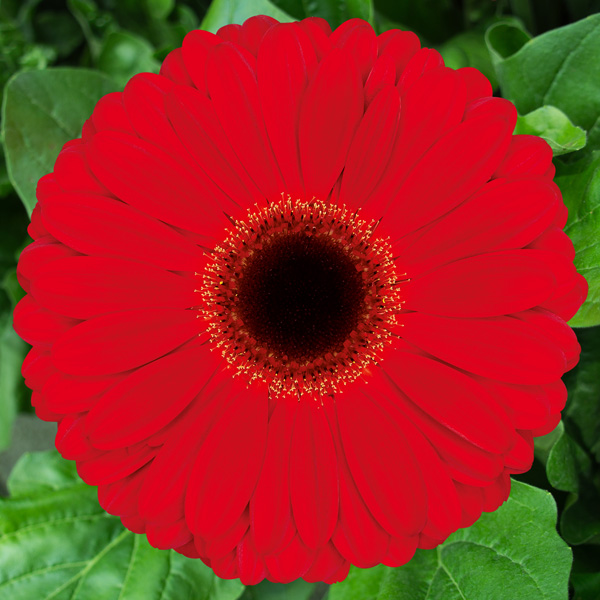 Gerbera Darling Gerbera Darling