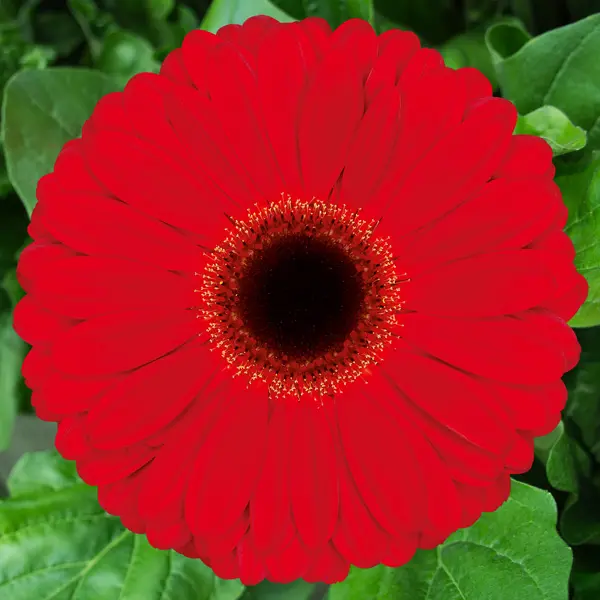Gerbera Darling Gerbera Darling