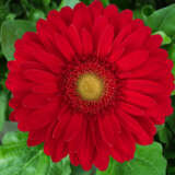 Gerbera Madelaine Gerbera Madelaine