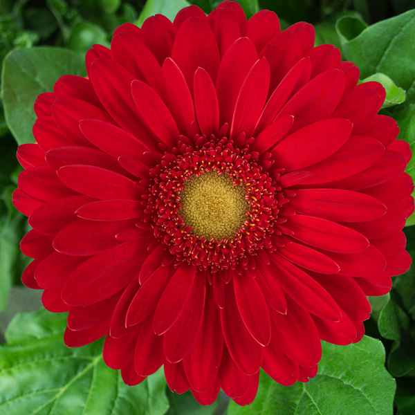 Gerbera Madelaine Gerbera Madelaine