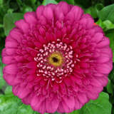 Gerbera Magic Ball Gerbera Magic Ball