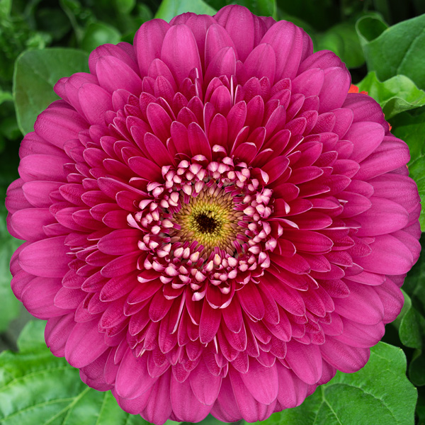 Gerbera Magic Ball Gerbera Magic Ball
