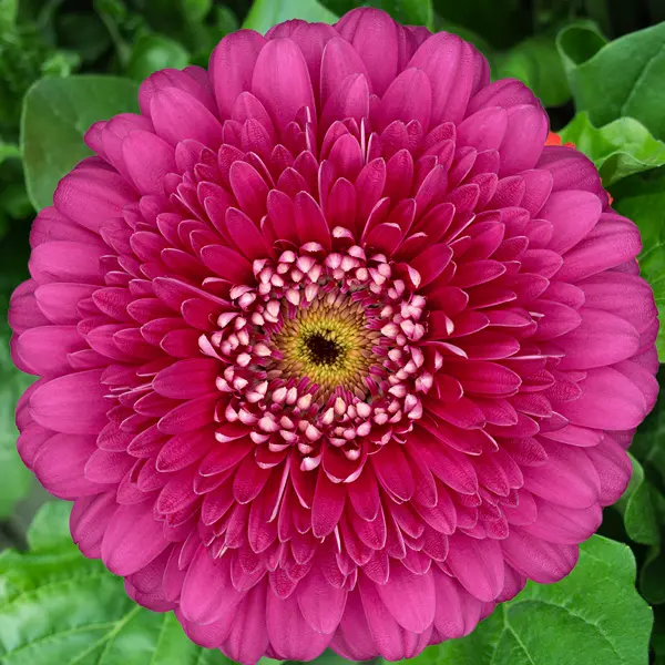 Gerbera Magic Ball Gerbera Magic Ball