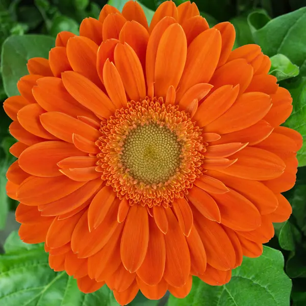 Gerbera Morris Gerbera Morris