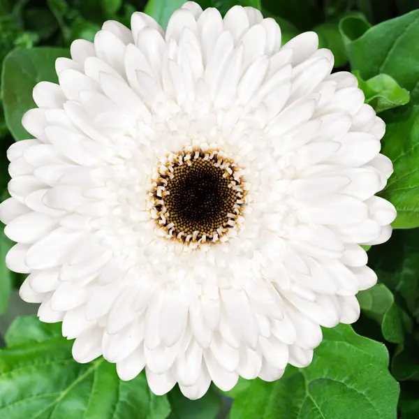 Gerbera Orca Gerbera Orca