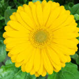 Gerbera Panama Gerbera Panama