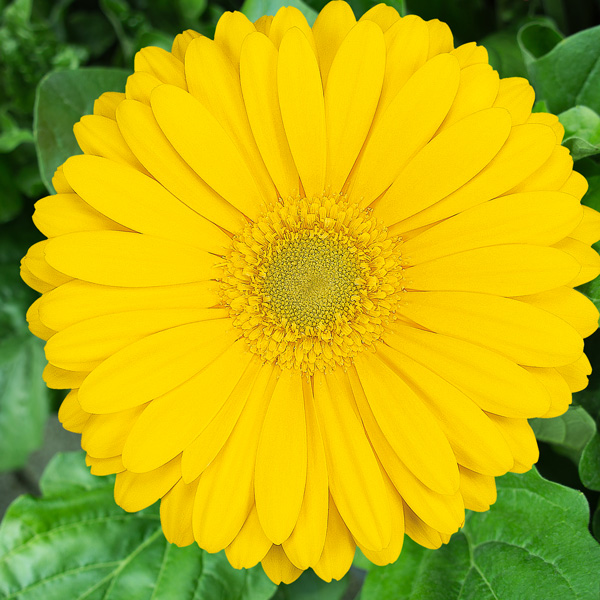 Gerbera Panama Gerbera Panama