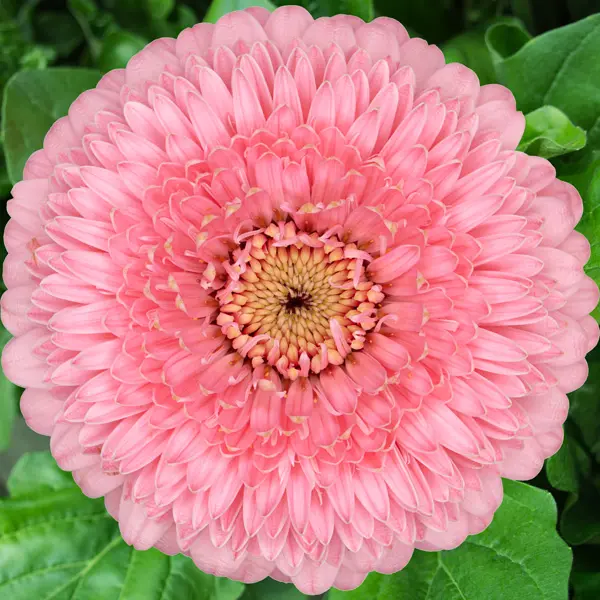 Gerbera Piggy Gerbera Piggy