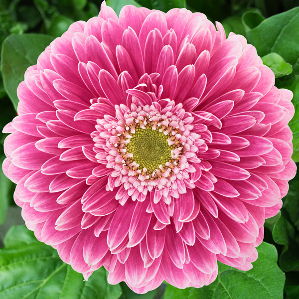 Gerbera Powerball Gerbera Powerball