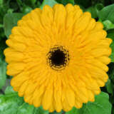 Gerbera Ritmo Gerbera Ritmo
