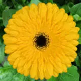 Gerbera Ritmo Plagerrit - Garden Express Australia