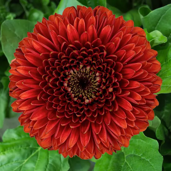 Gerbera Rizzo Gerbera Rizzo