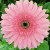 Gerbera Rosalin Gerbera Rosalin