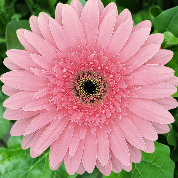 Gerbera Rosalin Gerbera Rosalin
