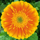 Gerbera Souvenir Gerbera Souvenir
